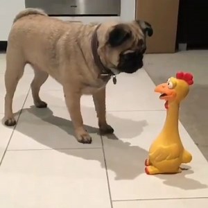 ❤️ . Credit  @pugthecity #pug #pugs #pugsofinstagram #puglife #puglove #pugstagram #pugsnotdrugs #pugpuppy #pugnation #pugworld #pugoftheday #puglover #puglovers #pugbasement #pugetsound #pugsofig #puggy #pugslife #pugloversclub #pugpuppies #pugsrequest #pugdog #pugofinstagram #pugsandkisses #pugusa #funnypug #funnypugs #enhancepetdogs | Enhanced Pet Products | Facebook