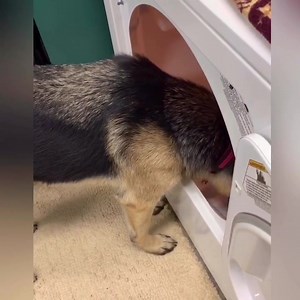 Always by my side. Anya loves to help me do laundry! ❤️ song credit: Count on me by Bruno Mars | ANYA the German Shepherd Dog