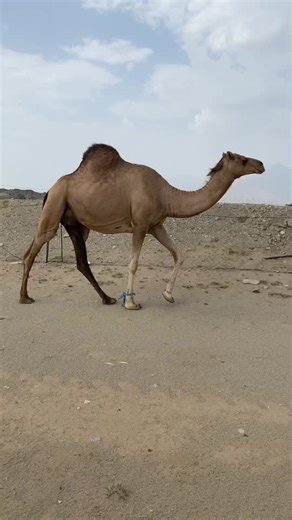 Dromedary Camel Walking in Barren Landscape