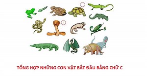 100  Con vật có chữ C cho bé (Có hình ảnh và cách đọc)