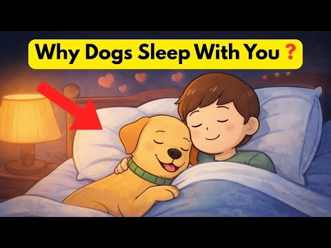 Psychology of Dogs That Sleep With You (It’s Not What You Think)