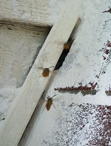 239K views · 842 reactions | I'm using Sevin dust to kill a yellow jacket nest inside the wall. They track it in and poison the entire population of the nest. I'm not sponsored by any companies, so just tap the screen really fast a bunch of times, thank you. #Yellowjackets #wasp #howtokillyellowjackets | Swarmstead Bees and Gardening | Facebook