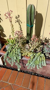 Let’s design a planter with some colorful succulents 🌱 | Unique Succulent Designs