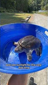 Setting up a 300 gallon SNAPPING TURTLE TANK