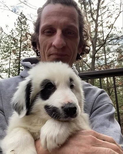 We have some beautiful Great Pyrenees pups in! Rescued from a ranch out of Fresno, These gentle giants will need new forever homes. These puppies have the potential of reaching up to 140 pounds. You must have adequate space, time, the means and Love for this breed of dog. Adoption profiles will be listed later on today. You can check the website that this afternoon for adoption photos. | 1 Love Dog Rescue