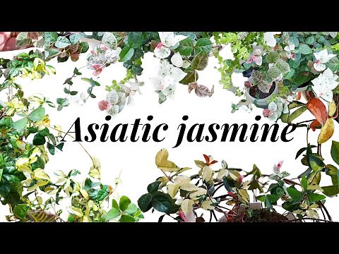 Asiatic Jasmine update, Propagation and Care tips HD1080p