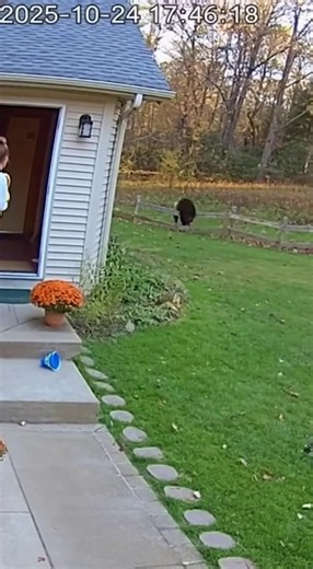 Hero Cat Saves Baby From Bear #bear #tiger #cats #animallover #rescue | Mystères Félins