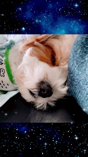 Lily’s Tiny Snores 🐶💤 | Sleeping Cavoodle Moments