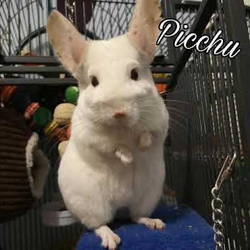 Actual chinchilla chirping, content/happy chinchilla sound (improved)