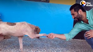 10M views · 8.9K reactions | This guy lives in a country with hardly any animal shelters — so he decided to build one himself ❤ (via Dodo Impact) | NowThis | Facebook