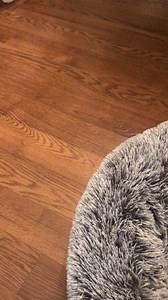 Squeaky pig fetch! | Dountin