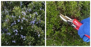 Pruning Rosemary - How and When to Prune Rosemary Plants & Bushes