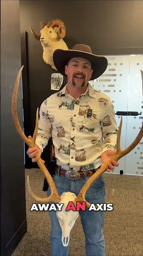 Who wants to hunt Axis deer in Texas?