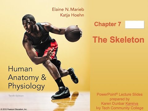 A&P Ch.7-Appendicular Skeleton