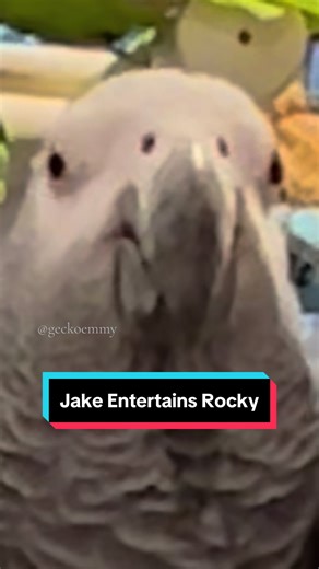 Jake discovers that he can make noise along with Rocky’s noises for double the fun, and makes a surprising suggestion about his friend, Wee Bird (Egg). #talkingparrot #petbirds #parrotsoftiktok