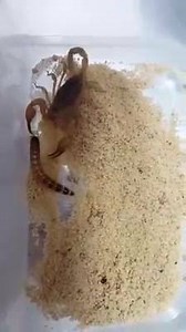 These guys are tough as nails. What an amazing weapon build to take on some of the biggest prey. | Reptiles & Invertebrates