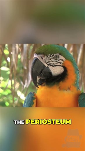 Why Chicken Heads Stay Perfectly Still