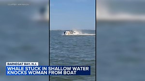 Whale tips boat, knocking woman into Barnegat Bay