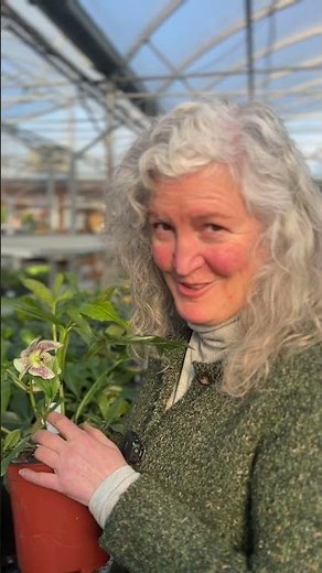 Hellebores Varieties