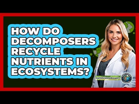How Do Decomposers Recycle Nutrients In Ecosystems?