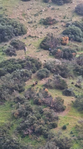 He thought he was the hunter! 😂 Solo Boar vs. Runner 🐗🏃‍♂️ #Shorts