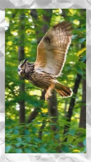 You have just witnessed the most magnificent owl flight ever