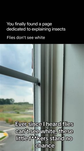 Explaining Insects 🦋 on Instagram: "Flies can’t see white because white isn’t a color to their eyes. White is simply a mix of all visible wavelengths reflected at once. Fly vision works differently from human vision: their compound eyes are tuned to specific wavelength ranges, especially ultraviolet, blue, and green. When all wavelengths bounce back equally, a fly’s visual system doesn’t register it as “white”—it often appears flat, invisible, or blended into the background. That’s why: • White