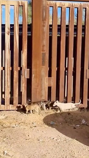 85K views · 2.2K reactions | #helicopter #military #paratii | Ottr123 | Facebook