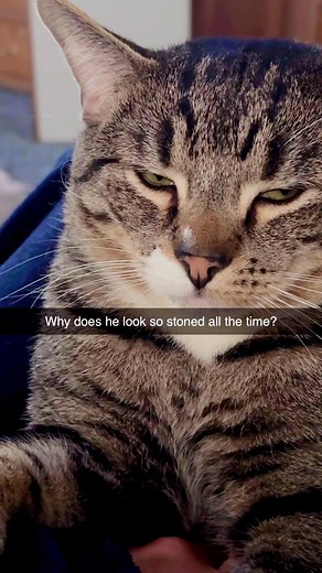 1K views · 24 reactions | #kittycat #stoned #catlove | Jen Blonde | Facebook