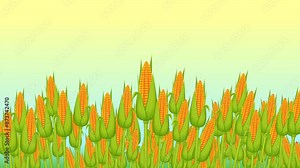 Realistic corn cob. Cornfield, template, place to copy