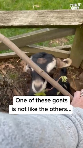 See if you can spot the imposter... 🤣 #totallyfunnyanimals #animals #pets | Totally Funny Animals