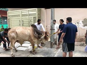 Cow Qurbani 2022 In Lahore.Eid-Ul-Adha