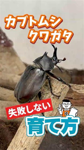Perfect for a Summer Science Project! How to Raise Beetles, Taught by a Hardware Store Clerk #shorts