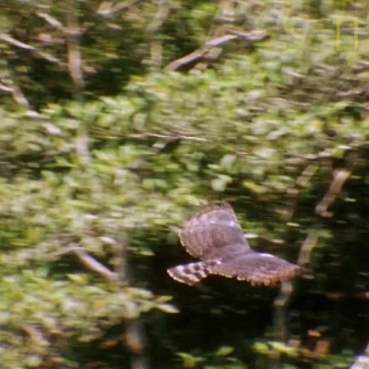 5.7K views · 60 reactions | Watch the stealth and power of a harpy eagle as it swoops on a sloth. | National Geographic UK | Facebook