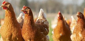 Poultry - Merck Animal Health