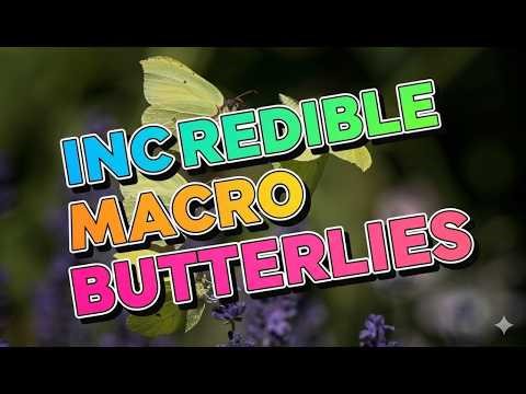 Stunning Macro Butterflies 🦋 Beautiful Nature Photography Slideshow