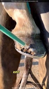 1.7M views · 10K reactions | Hot iron is Applied to the Horse Leg #factsoflife #factsdaily #factz #f#facebookviral #dailyknowledge #FacebookPage #faacebookreels #reelsvideoシ #reelsforyou #reelsfyp #reelsforyou #reelsfyp #reelitfeelit #facebookviral #viralreelsfb #reelkarofeelkaro | The facts of life | Facebook