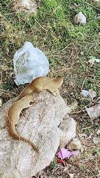 The mongoose family