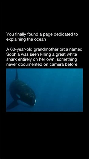 Explaining The Ocean on Instagram: "A 60-year-old grandmother orca named Sophia just redefined what we know about ocean predators. Captured on video, Sophia was seen killing a great white shark entirely on her own — something never documented on camera before. While orcas are famous for hunting sharks in highly coordinated pods, this moment stood apart. No backup. No strategy passed mid-hunt. Just decades of experience, intelligence, and raw power coming together in a single encounter. Great whi