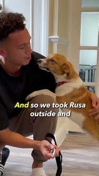 Golden Retriever helps transform rescue puppy