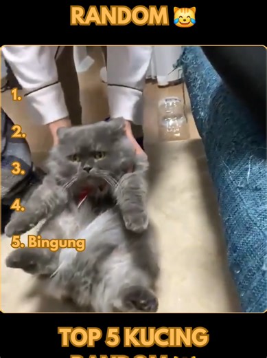 Top 5 Kucing Random Part 31 😹 #kucing #fyp