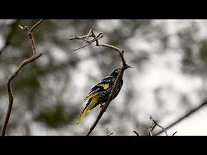 Rare Sighting! The Critically Endangered Regent Honeyeater in the Wild | Australian Birds