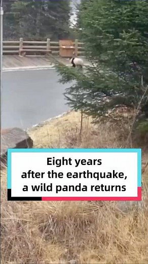 Eight years after the earthquake, a wild panda returns