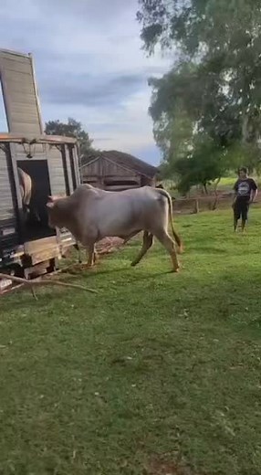 Training a Bull for Trailer Loading in Rural Settings