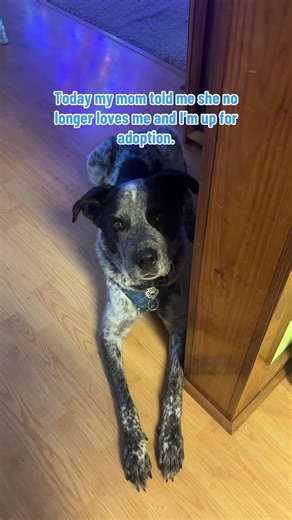 Heartwarming Dog Reactions to Adoption Concerns