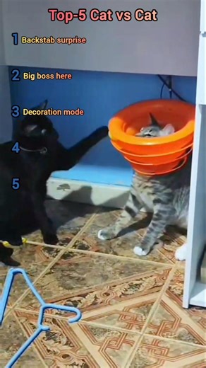 Top-5 Cat vs Cat: Chaos Unleashed 😂😂👍