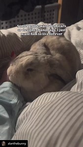 Brb crying😭😭😭 @alanthebunny | Bunnies That Lunch