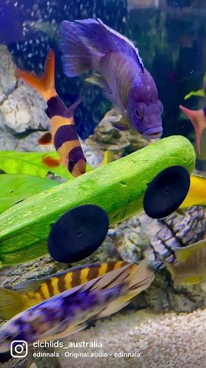 Colorful African Cichlids in a Tropical Fish Aquarium