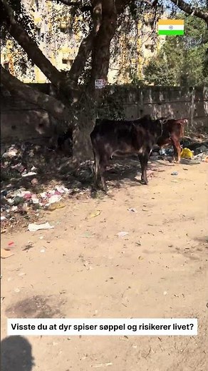 Dyr Spiser Gateavfall i India — En Alvorlig Virkelighet