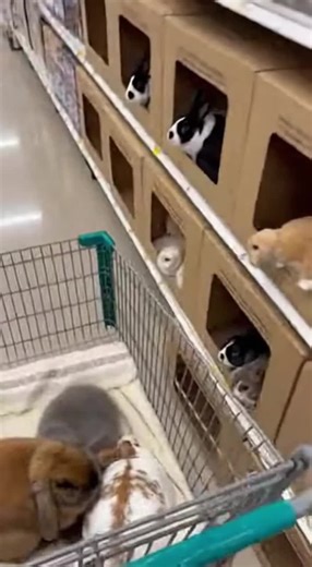 Fluffy Bunny Sunday Haul: Soft and Squishy Delights